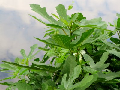 20140716Ficus_carica1