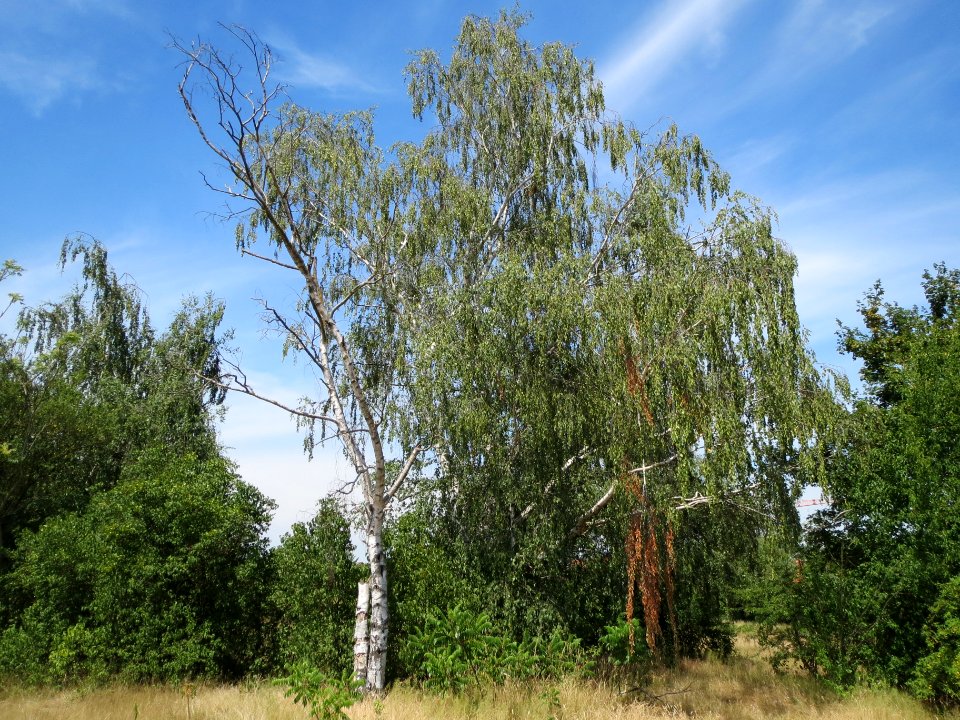20140613Betula_pendula