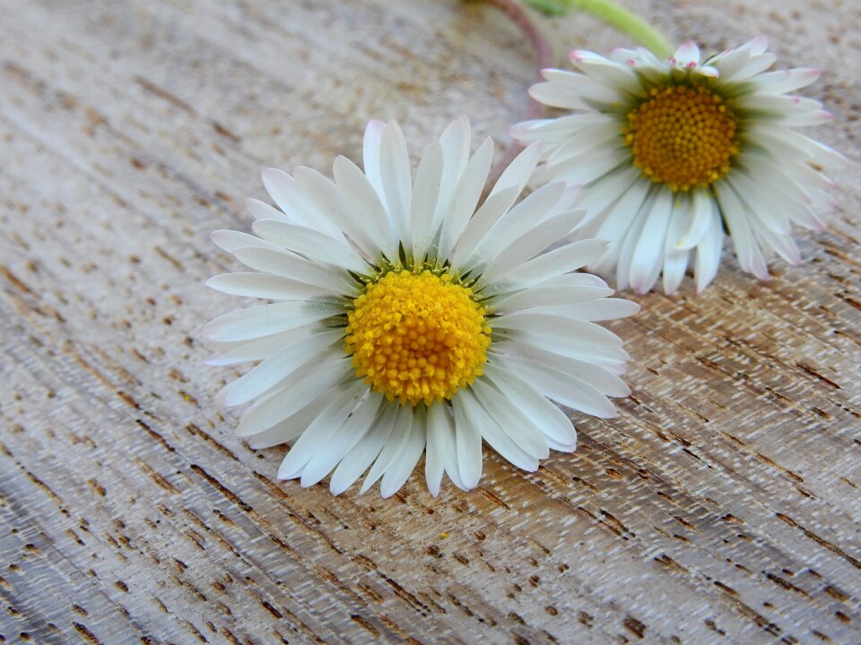 Bloom spring pointed flower