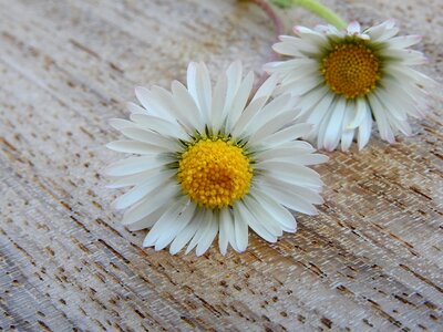 Bloom spring pointed flower