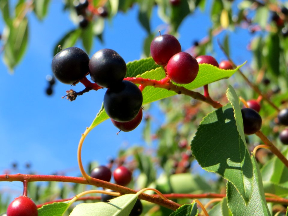 20140718Prunus_serotina1