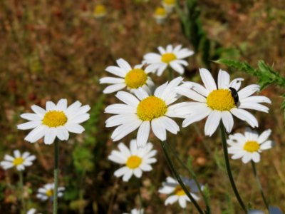 20140613Anthemis_arvensis