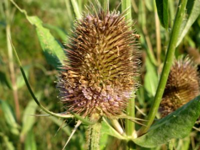 20140723Dipsacus_fullonum4