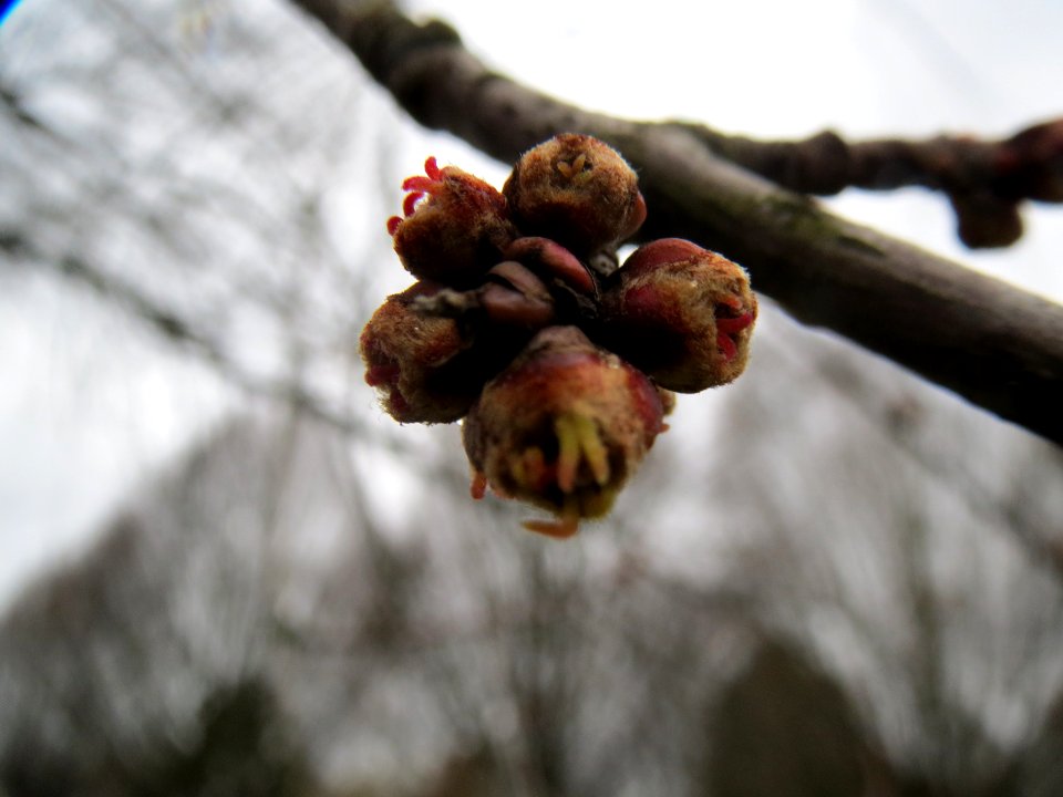 20140208Acer_saccharinum1