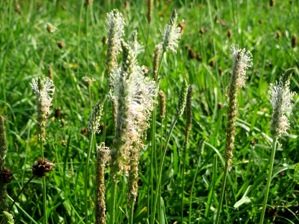 20140723Plantago_media5