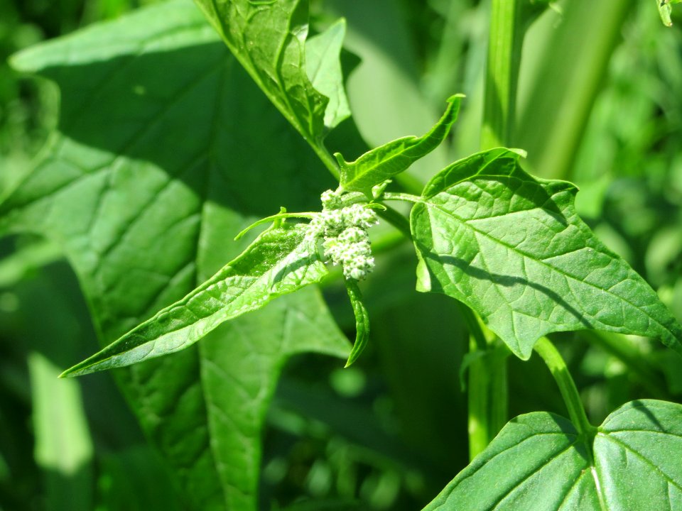 20140719Chenopodiastrum_hybridum5