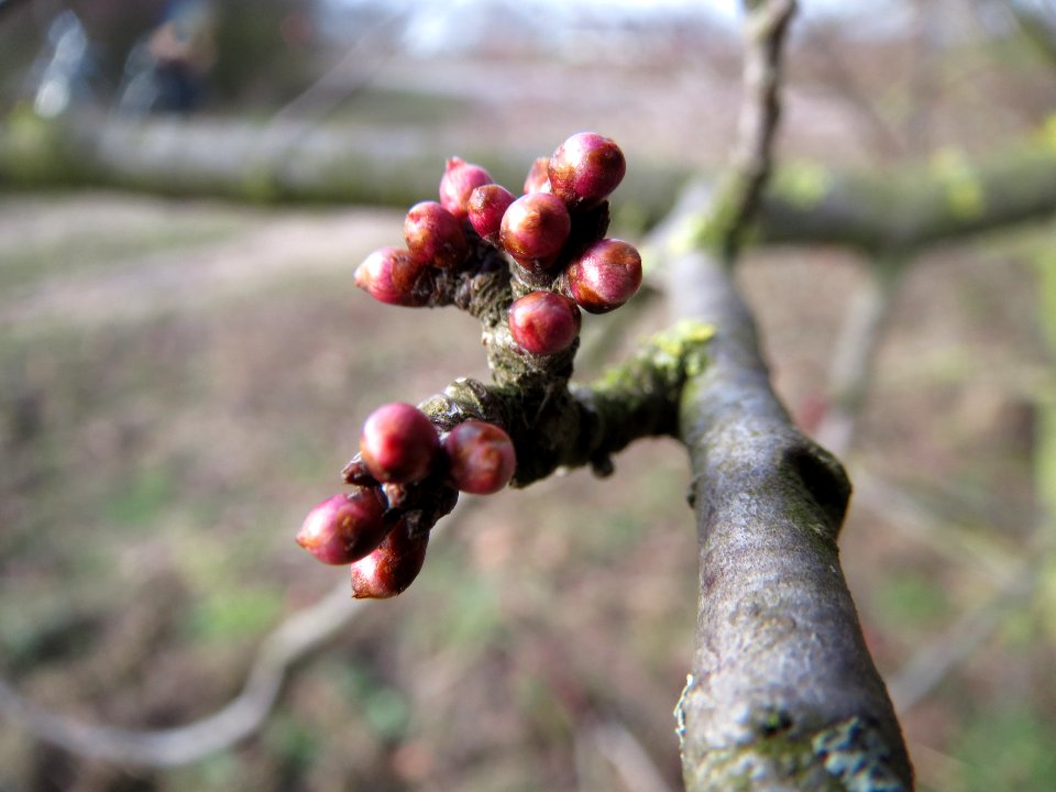 20140204Prunus_cerasifera_Neulussheim4
