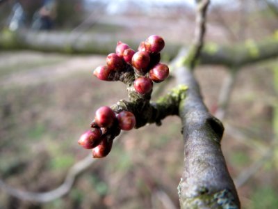 20140204Prunus_cerasifera_Neulussheim4