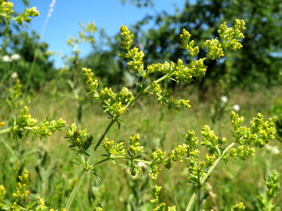 20140613Galium_verum