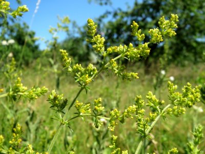20140613Galium_verum