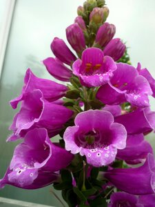Vigorous plant shrub summer