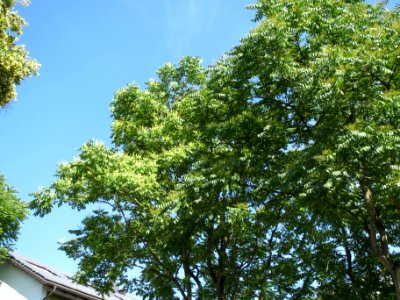 20140613Ailanthus_altissima2