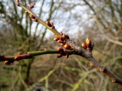 20140204Prunus_cerasifera_Neulussheim3