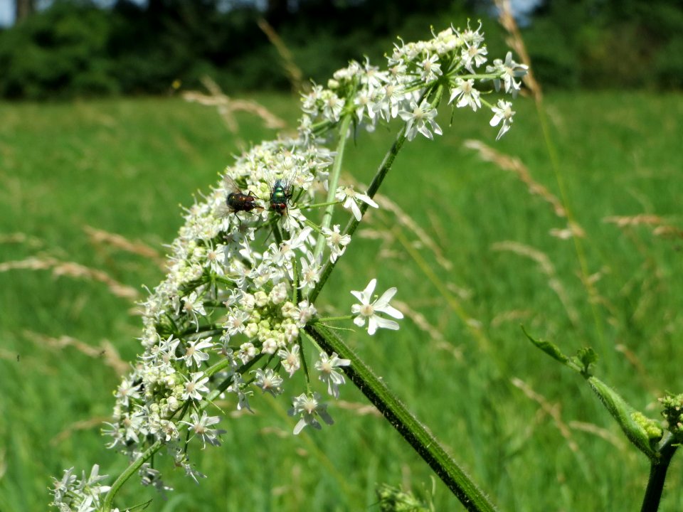 20140719Heracleum_sphondylium1