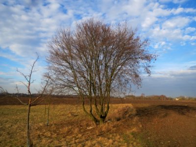 20140204Hainbuche_Neulussheim1