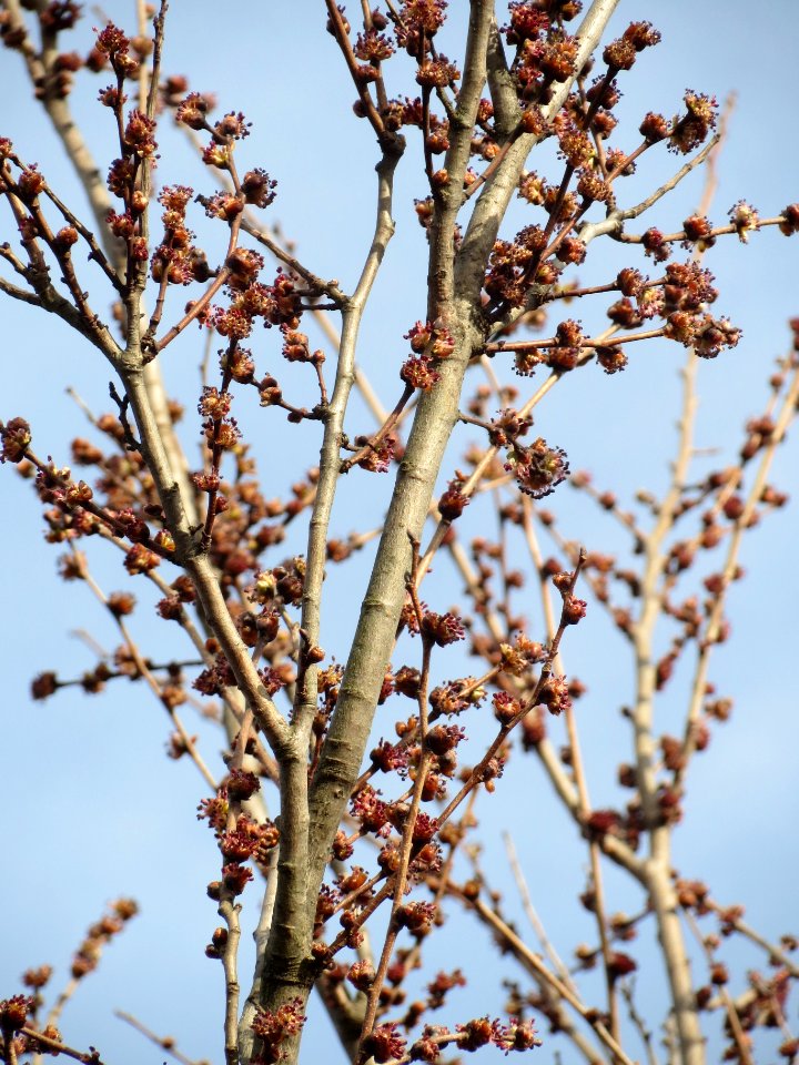 20140206Feldulme_Neulussheim01