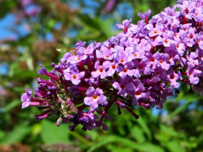 20140717Buddleja_davidii2
