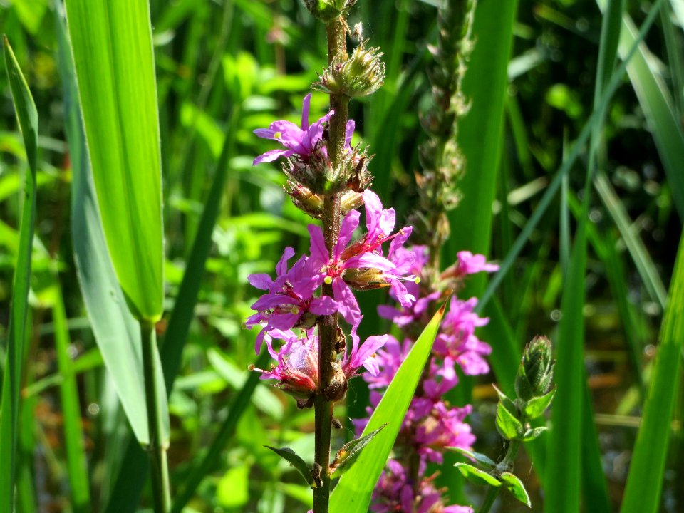 20140723Lythrum_salicaria