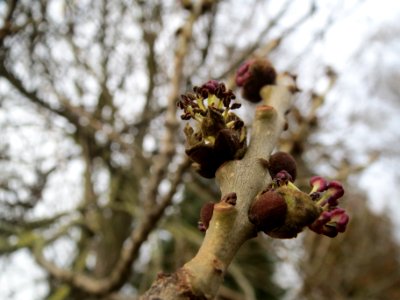 20140207Fraxinus_excelsior1