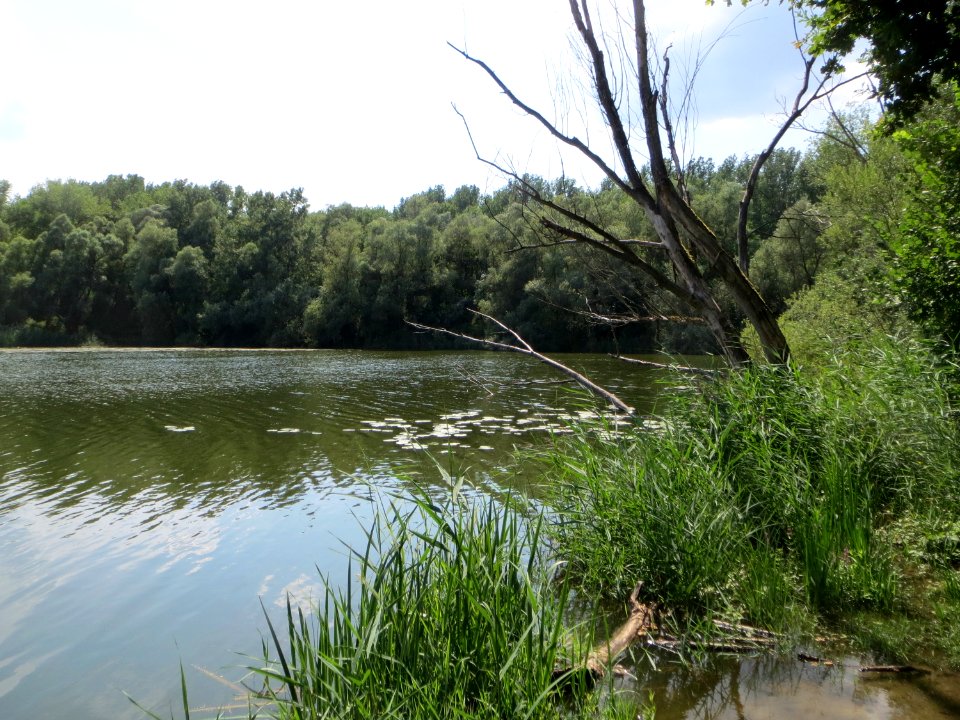 20140723Russheimer_Altrhein5
