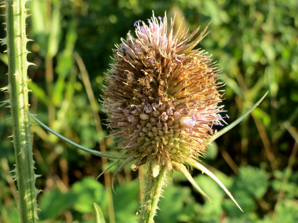 20140723Dipsacus_fullonum3