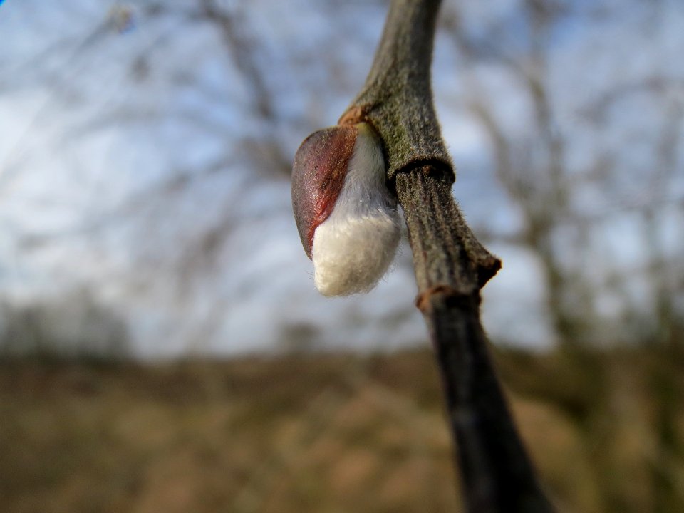 20140206Salix_Neulussheim5