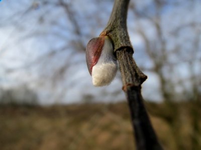 20140206Salix_Neulussheim5