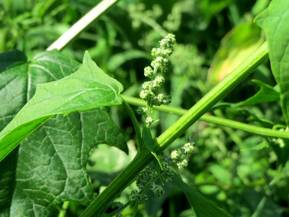 20140719Chenopodiastrum_hybridum4