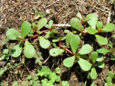 20140723Portulaca_oleracea2