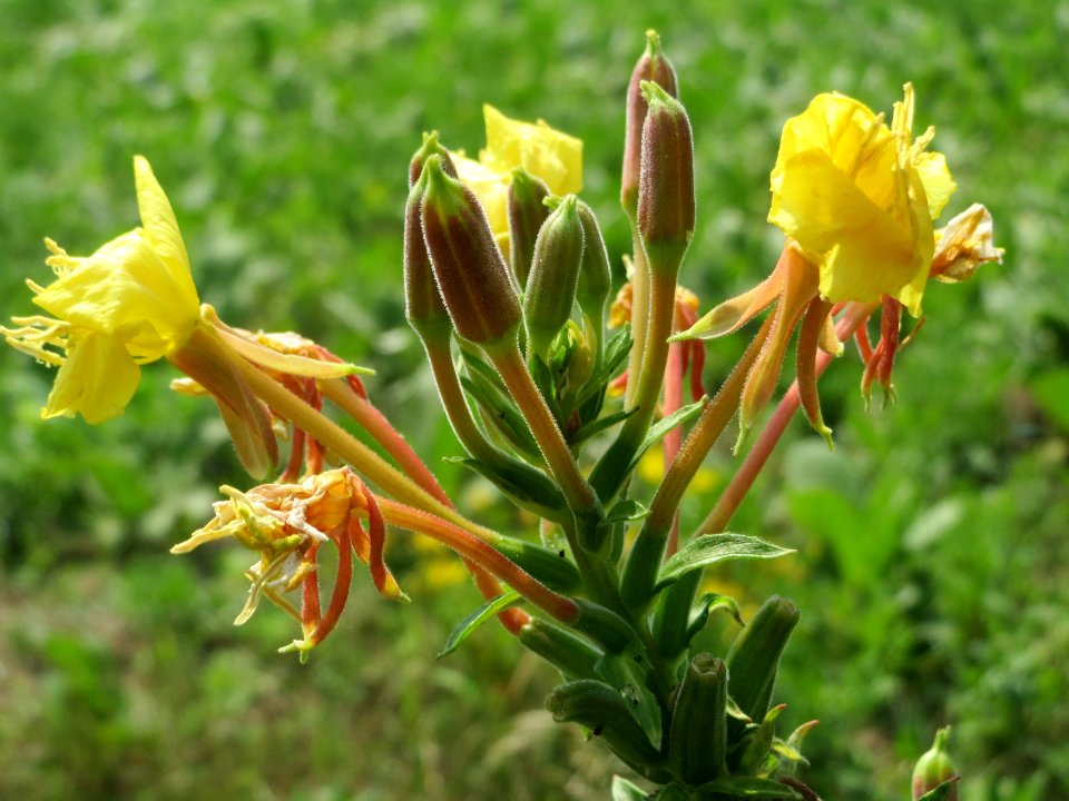 20140725Oenothera_biennis3