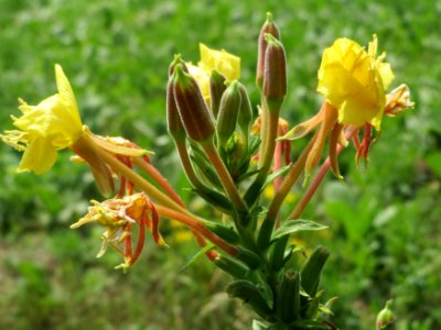 20140725Oenothera_biennis3