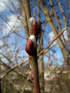 20140206Zitterpappel1