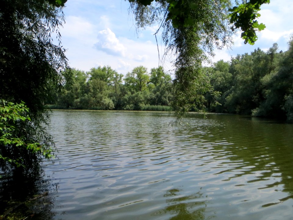 20140723Russheimer_Altrhein2