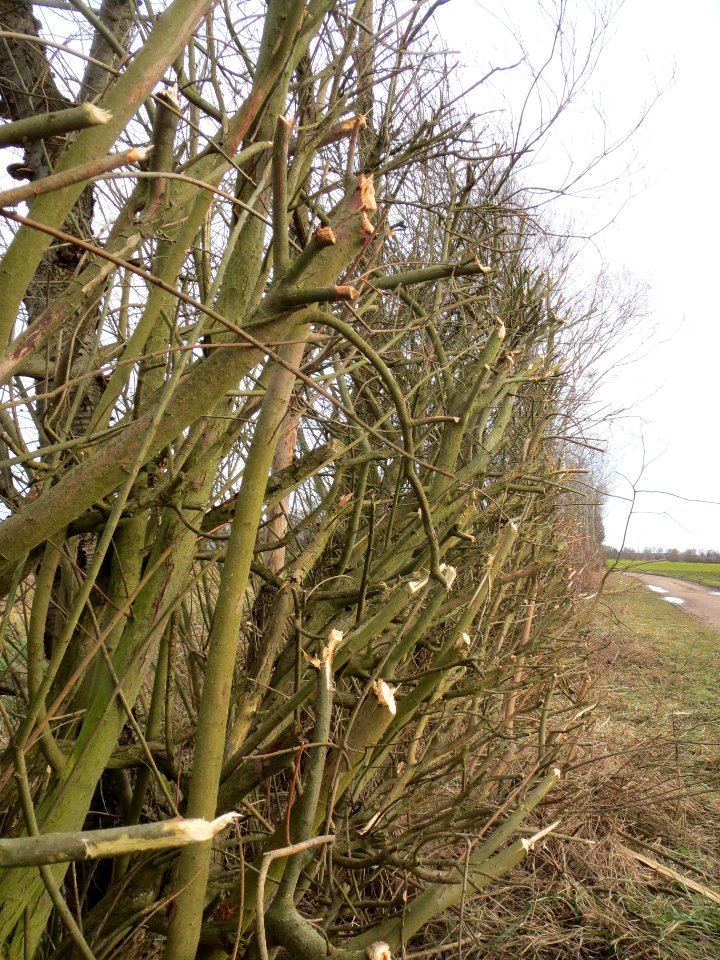 20140207Salix_caprea1