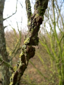 20140206Feldulme_Neulussheim09