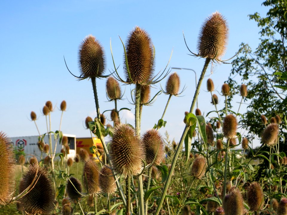 20140723Dipsacus_fullonum1