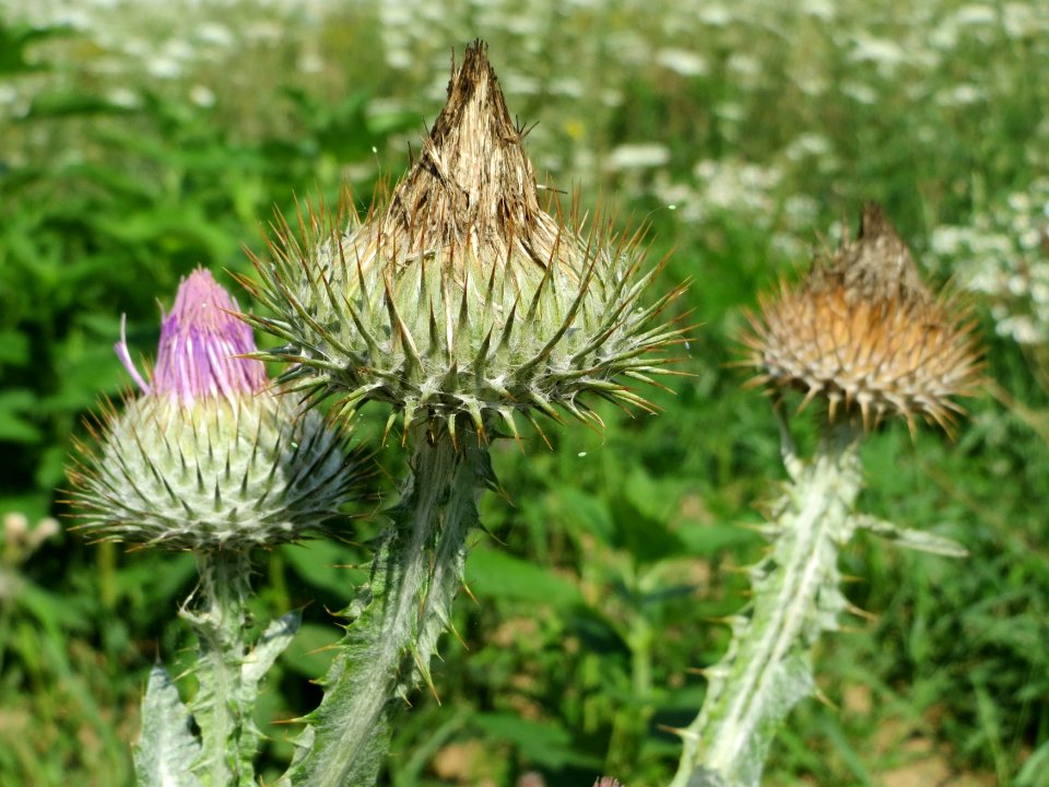 20140725Onopordum_acanthium2