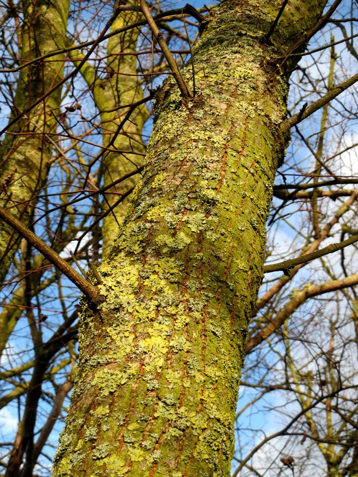 20140204Ulme_Neulussheim08