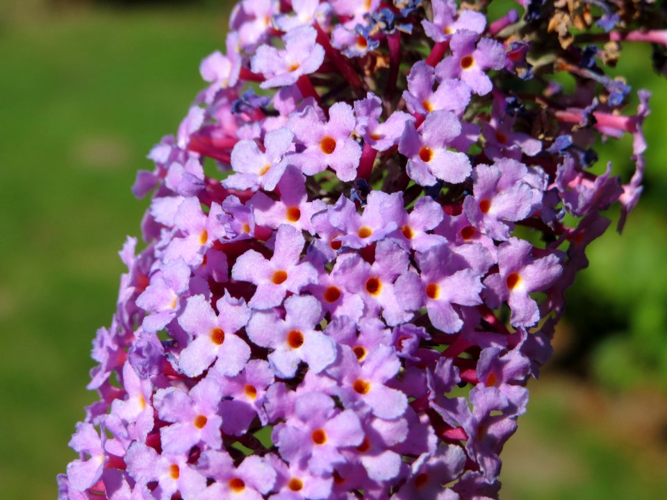 20140717Buddleja_davidii1
