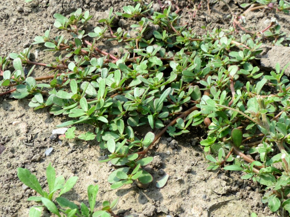 20140725Portulaca_oleracea1