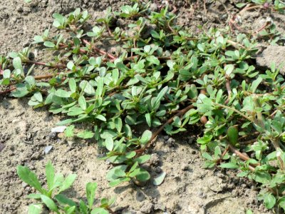20140725Portulaca_oleracea1