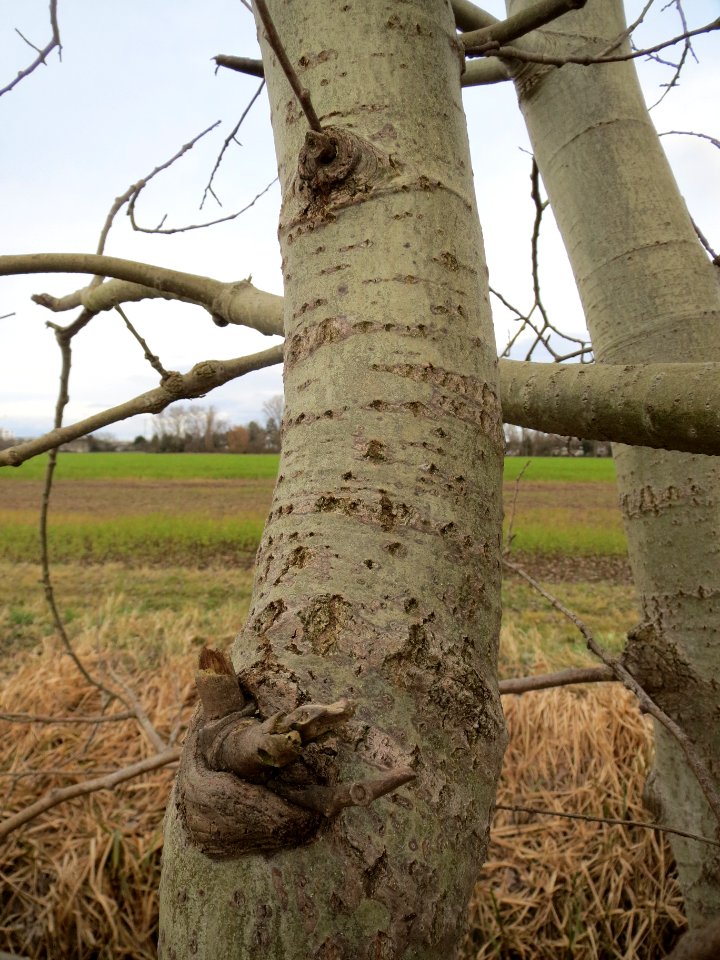 20140207Populus_tremula1