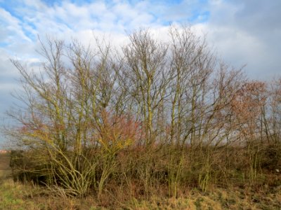 20140204Ulmus_minor04
