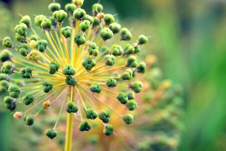 Plant leek greenhouse garden