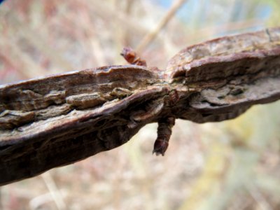 20140209Acer_campestre4