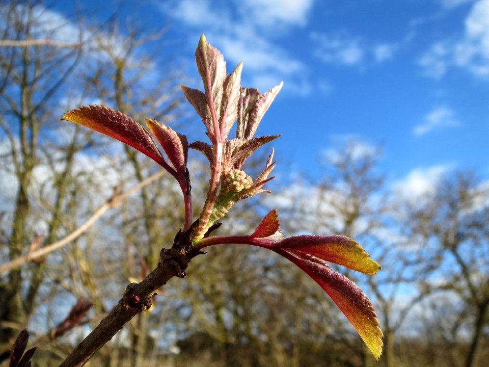 20140209Sambucus_nigra10
