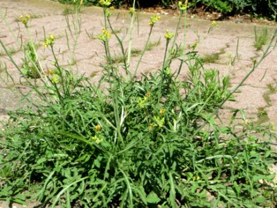 20140718Diplotaxis_tenuifolia1