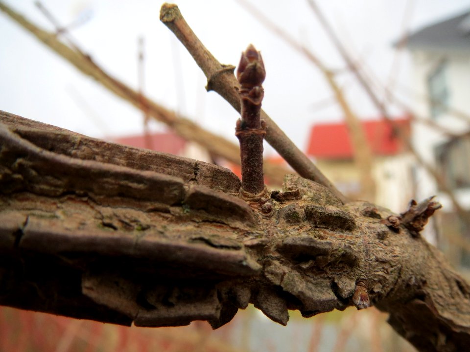 20140209Acer_campestre1