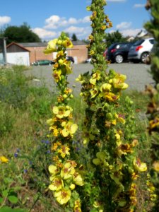 20140716Verbascum_nigrum3