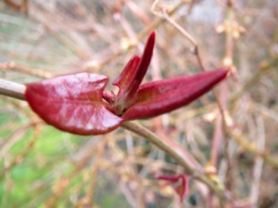 20140210Fallopia_baldschuanica1